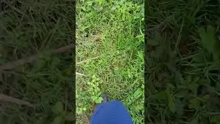 అత్తిపత్తి మొక్క