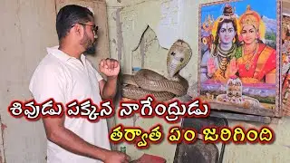 శివుడు పక్కన నాగేంద్రుడు: #Indian #spectacled venomous cobra snake Rescue