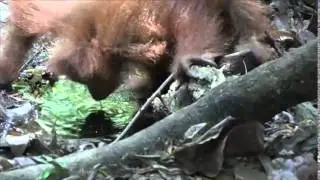 Bukit Lawang - Oerang oetan water drinken