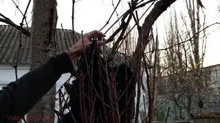 Распаковка плодовых саженцев из Мелитопольского питомника. Заказ через интернет