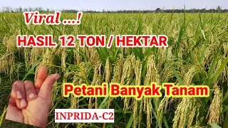 INBRIDA-C2 || Menjadi Idaman Petani, Perawatan Mudah & Hasil Melimpah#Padi_C2