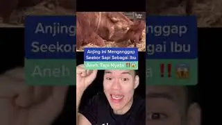 Anjing ini menganggap seekor sapi sebagai ibu ‼️ Aneh tapi nyata ⚠️😱 