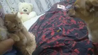 Кошка Мурка ,собака Боня