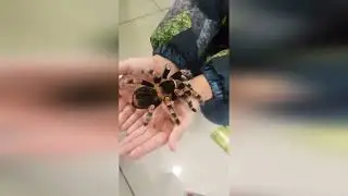Влог Тарантул в руке