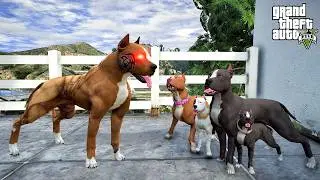 KORKUNÇ PİTBULL AKREP EVİMİZİ BASIYOR! - GTA 5 PİTBULL'UN HAYATI