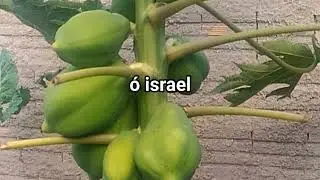 O Grande Mandamento: Amar a Deus, Deuteronômio 6:1-9