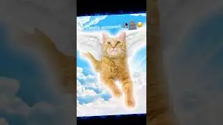 Симба младший🥀🪦😔 