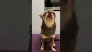 Запускаем кулинарный влог 🤪