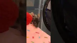 Pet Rats Get Some Sweet Treats! (Ratty Box - November)