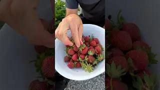 Strawberries will always be so much more flavorful when grown at home! 