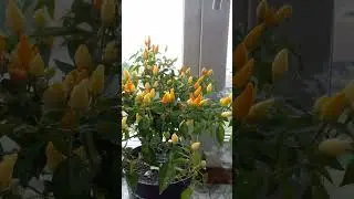 Обзор перца Брызги солнца 