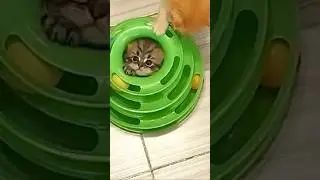 #котики