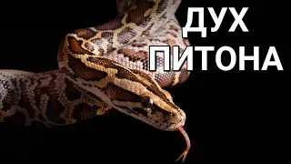 Дух ПИТОНА, дух ПРОРИЦАНИЯ🐍 ЛОЖНЫЙ ДУХ, кундалини, окультизм, эзотерика... ✝️КЛЮЧИ к СВОБОДЕ
