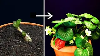 Strawberry 40 days of growing - time lapse 