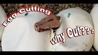 Borneo Short-Tailed Python Clutch (Cutting Eggs)