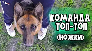 Как научить собаку команде 