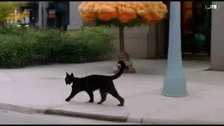 Cat walking on the street created using Luma AI, #luma #cat #kitten #aivisualization