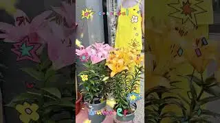 Лилии Хуньчун. Китай 🇨🇳. 5.08.2024