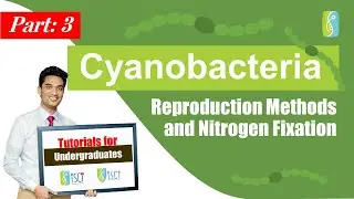 Cyanobacteria: Reproduction Methods and Nitrogen Fixation (Sinhala)