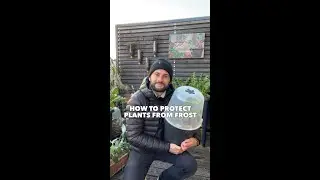 Gardening tips to protect your plants from frost