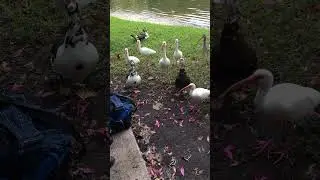 #muscovyduck