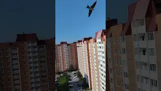Стрижи живут под крышей