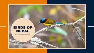 Colorful birds of Nepal may not be found in USA, Canada, Russia, China and Japan