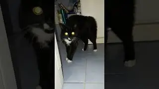 Бешеный кот на метле. 