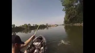 Cumberland River Fishing in Nashville. Hooked into a big drum, pulled up a smallie instead.