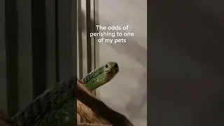 My pets are trying to kill me. 