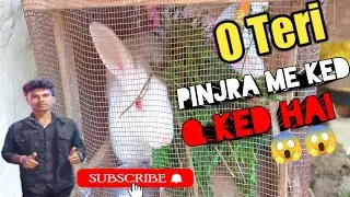 खरगोश के लिए पता ! khargosh ke liye pata 🤣 ! on YouTube ! RK vlog star ✨