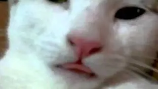 the cutest cat ever