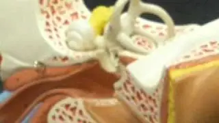 Parts of the Ear- A&P 131