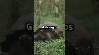 Incredible Facts About Galapagos Tortoises #shorts #tortoise