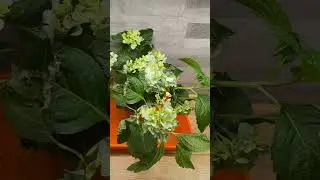 ❤️❤️❤️ Hydrangea ❤️❤️❤️ #containern #dumpsterdiving #dumpsterdiver #viral #hydrangeas  #plants
