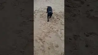 Komenda 
