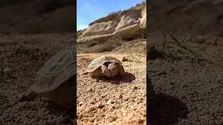 В полупустынях Казахстана стоит ужасная жара, люди спасают зверей. #казахстан