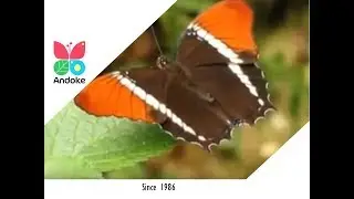 Fundación Andoke - Mariposario en Cali