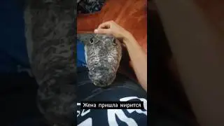 Жена пришла мирится