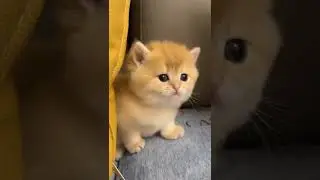 baby cat - cute and funny cats and kittens meowing compilation - cat baby playing & original voice