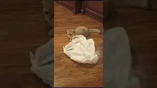 Шотландский вислоухий Тайсон)))