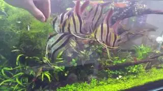 Altums feeding time 2016