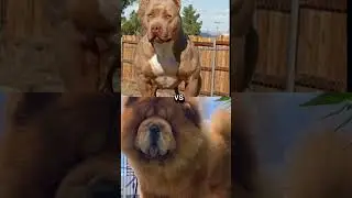 pitbull vs Chow chow, tiger 