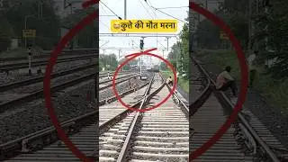😭इसको बोलते है कुत्ते की मौत मरना Dog Hits By Train #shorts #trainaccident #youtubeshorts #dog