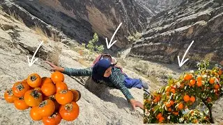 Esmat's Wild Persimmon Picking in the Zagros Mountains 🍊🏞️
