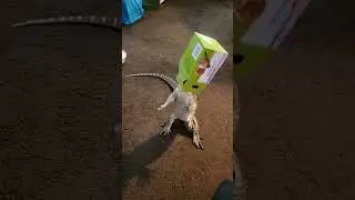 Monitor lizard thinks he's a cat! Head stuck in a box! 