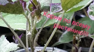 Наросты на Ипомее Батат... Что это такое???