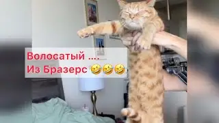 Волосатый из Бразерс 😹😹😹 #котыприколы #смешныекоты #cat #animals #приколы #happy