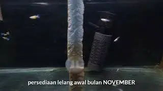 Guppy Topaz ❗️ Ready awal bulan NOVEMBER ❗️ kita lelang