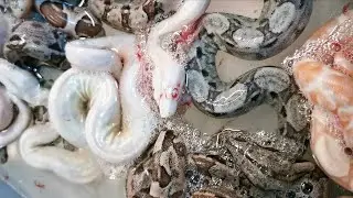 Boa Constrictor litter 5 (2020)
